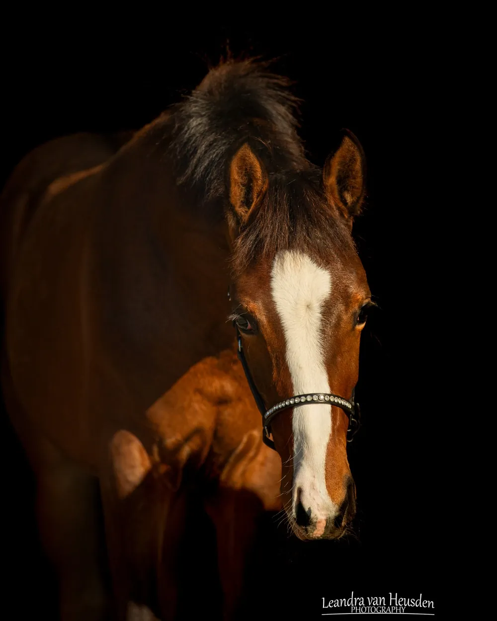 Portrait of a dark bay horse on a black background