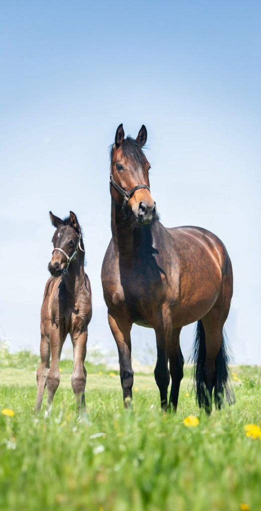 Fokkerij voor springpaarden | Hermus Horses | over ons