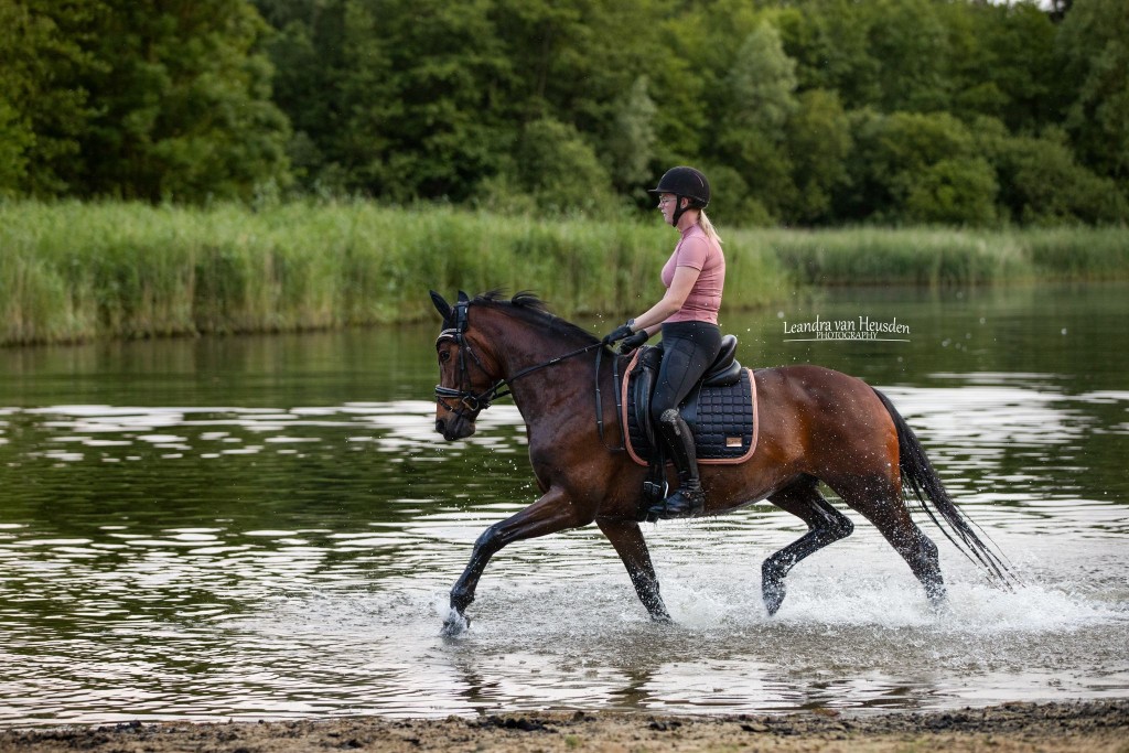 Hermus Horses | Fokkerij in dressuurpaarden | Lelystad | verkoop van paarden in binnen en buitenland.