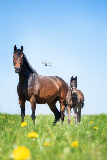 Tudor Hermus | Hermus Horses | Breeding for show jumping horses