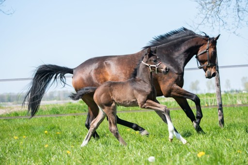 Tudor Hermus | Hermus Horses | Breeding for show jumping horses