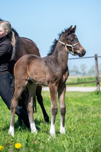 Tudor Hermus | Hermus Horses | Breeding for show jumping horses