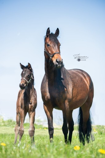 Tudor Hermus | Hermus Horses | Breeding for show jumping horses