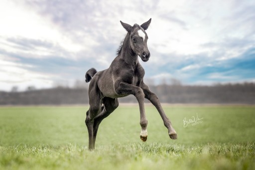 Riviera Hermus | Hermus Horses | Fokkerij voor springpaarden