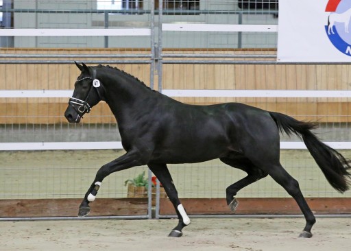 Owen H / Goliath | Hermus Horses | Breeding for show jumping horses