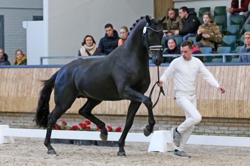 Owen H / Goliath | Hermus Horses | Breeding for show jumping horses