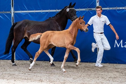 Reine Hermus | Hermus Horses | Breeding for show jumping horses