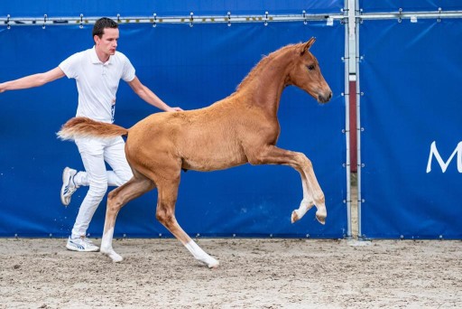 Reine Hermus | Hermus Horses | Breeding for show jumping horses