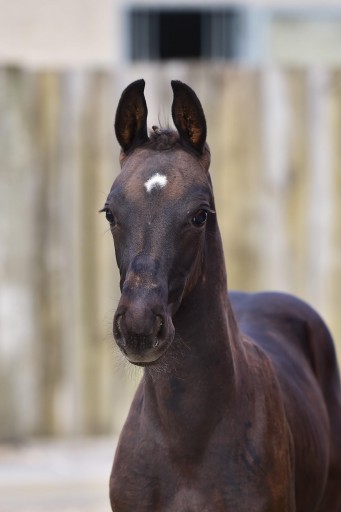 Rixt Hermus | Hermus Horses | Breeding for show jumping horses