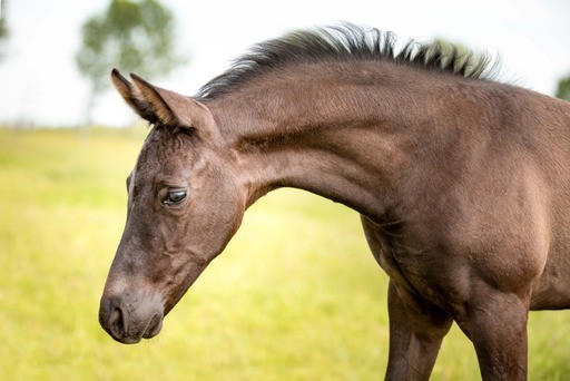 Sebastien Hermus | Hermus Horses | Breeding for show jumping horses