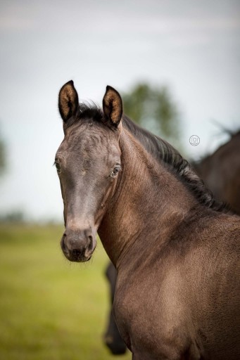 Sebastien Hermus | Hermus Horses | Breeding for show jumping horses