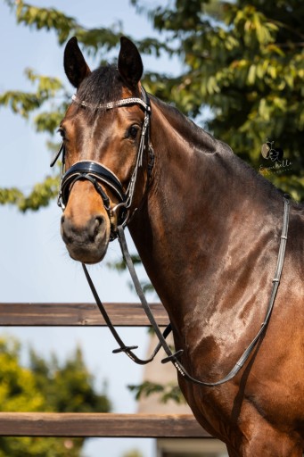 Manu | Hermus Horses | Breeding for show jumping horses