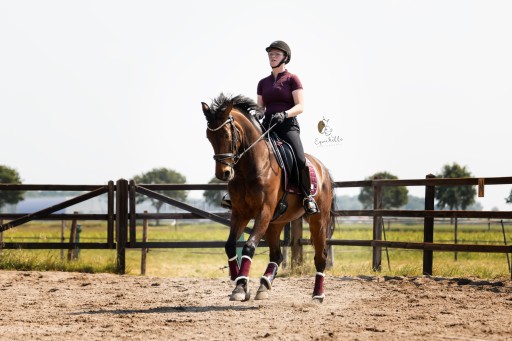 Manu | Hermus Horses | Breeding for show jumping horses