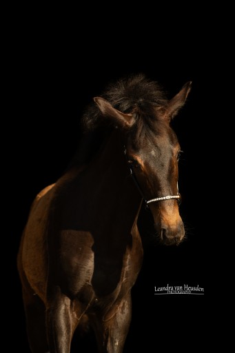 Tudor Hermus | Hermus Horses | Fokkerij voor springpaarden