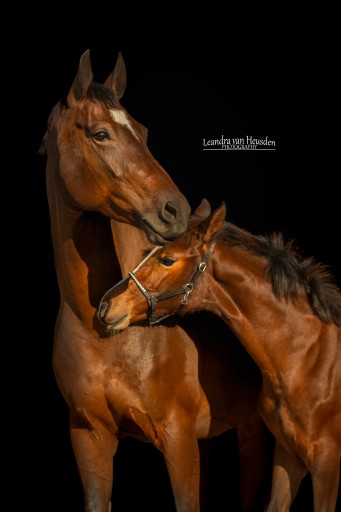 Marina Des Vallees | Hermus Horses | Breeding for show jumping horses