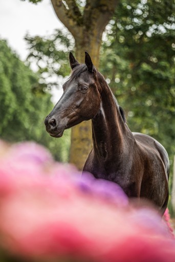 Famous | Hermus Horses | Breeding for show jumping horses