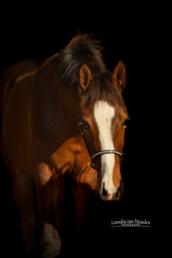 Treasure | Hermus Horses | Fokkerij voor springpaarden