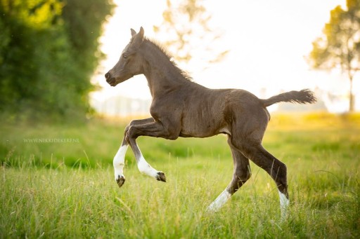 So famous Hermus | Hermus Horses | Fokkerij voor springpaarden