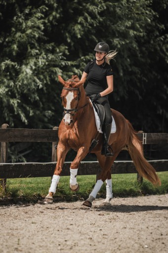 Prins Hermus | Hermus Horses | Breeding for show jumping horses