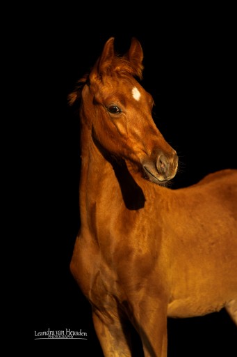 The King Hermus | Hermus Horses |  Breeding for show jumping horses